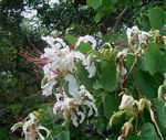 Bauhinia petersiana