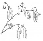 Bauhinia petersiana
