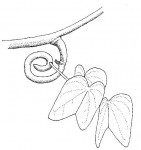 Bauhinia petersiana