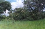 Bauhinia petersiana
