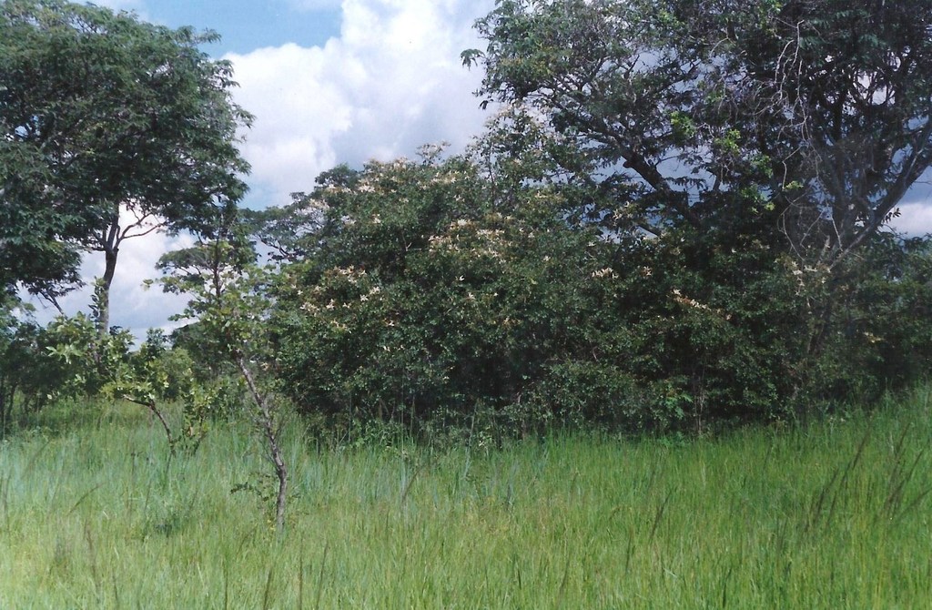 Bauhinia petersiana