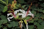 Bauhinia petersiana