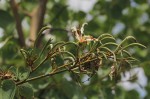 Bauhinia petersiana
