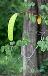 Bauhinia petersiana