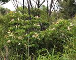 Bauhinia petersiana