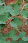 Bauhinia petersiana