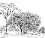 Bauhinia petersiana