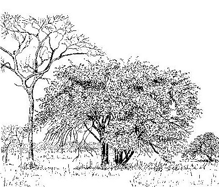 Bauhinia petersiana