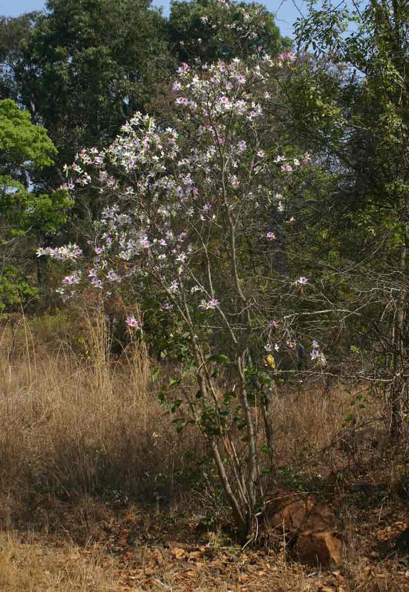 Bauhinia variegata var. variegata