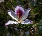 Bauhinia variegata var. variegata