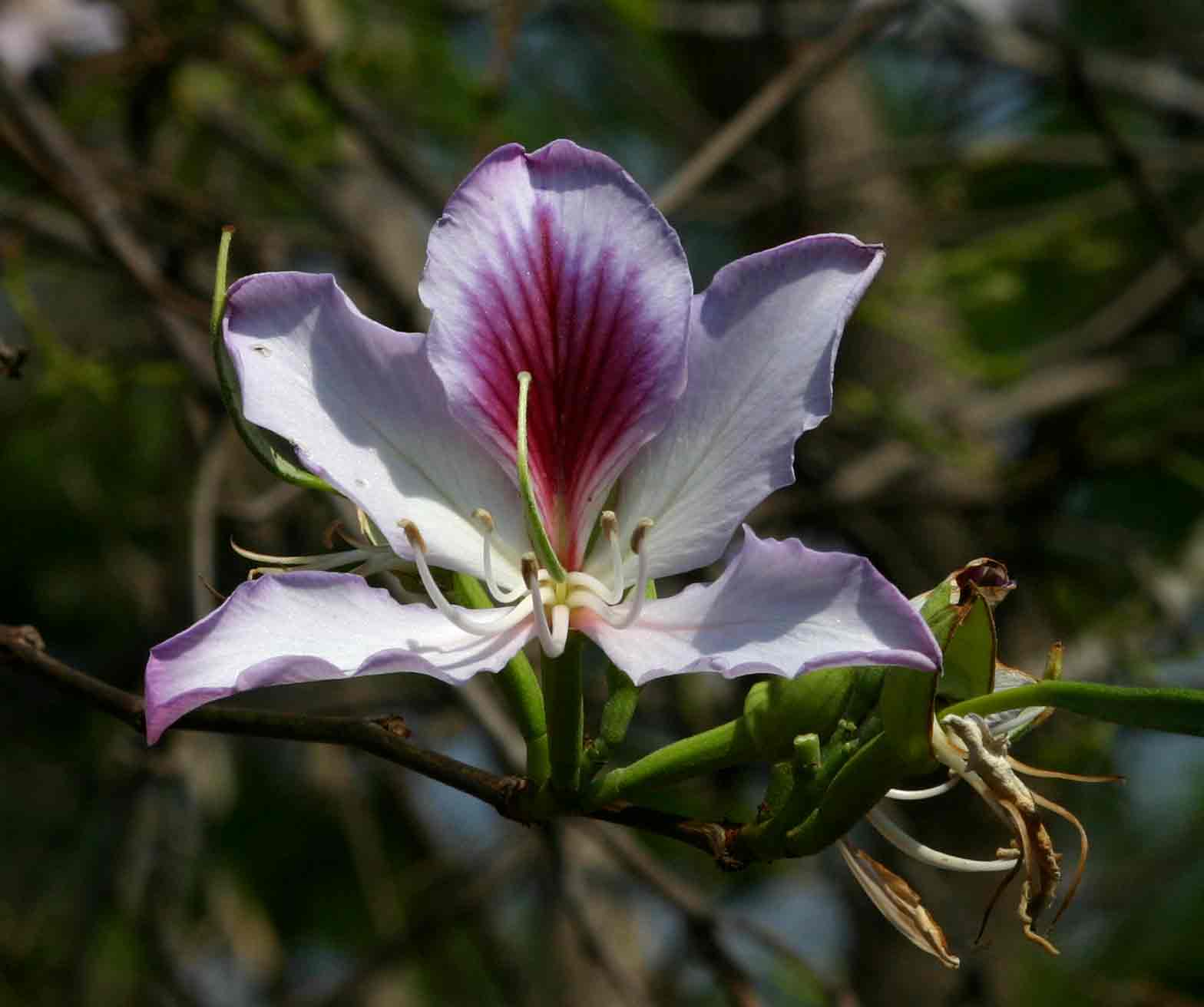 Bauhinia variegata var. variegata