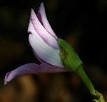 Bauhinia variegata var. variegata
