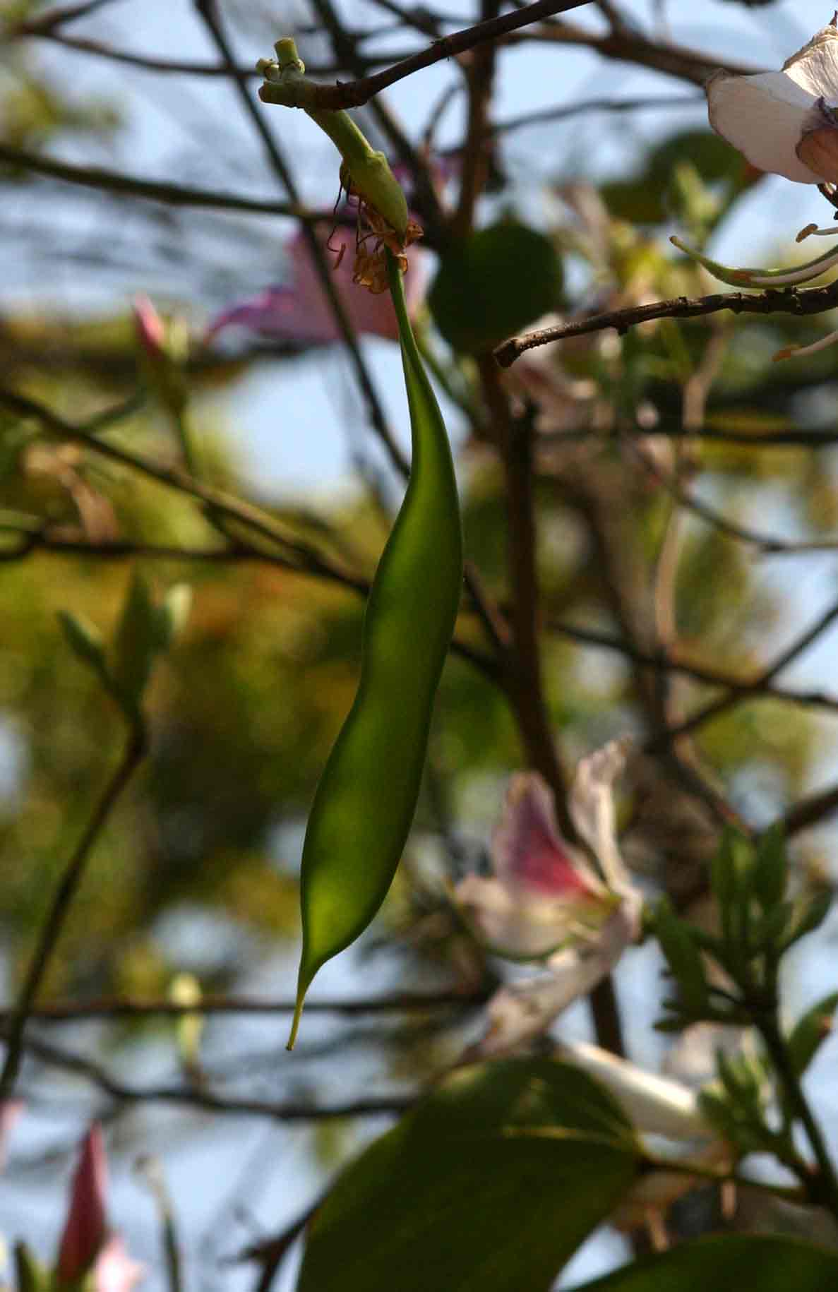 Bauhinia variegata var. variegata