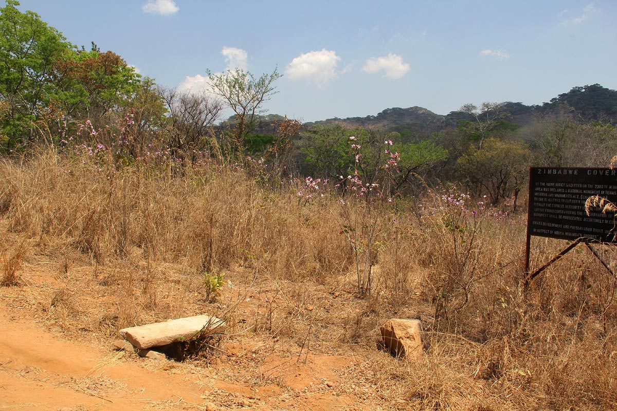 Bauhinia variegata var. variegata