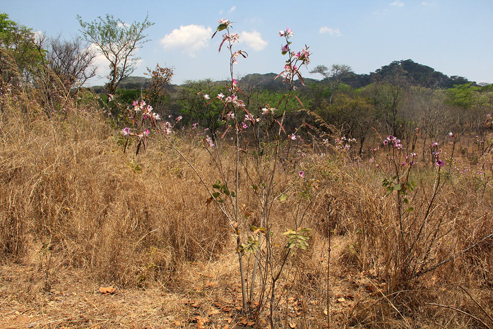 Bauhinia variegata var. variegata