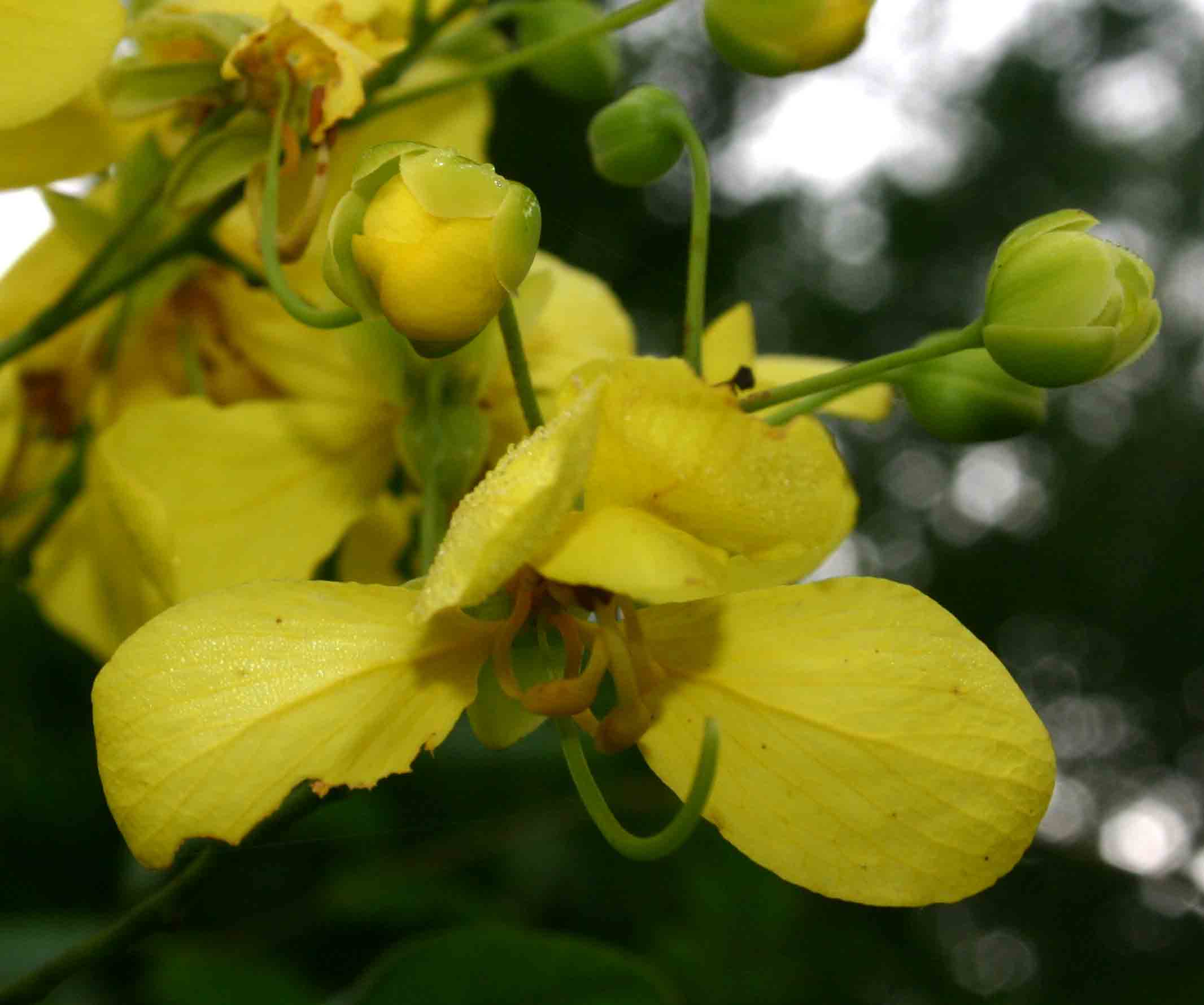 Cassia afrofistula var. patentipila