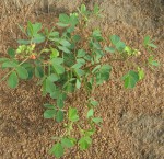 Chamaecrista absus