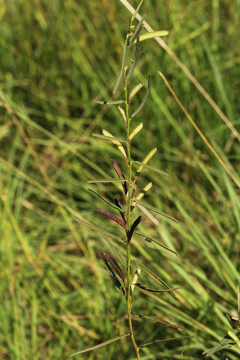 Chamaecrista mimosoides