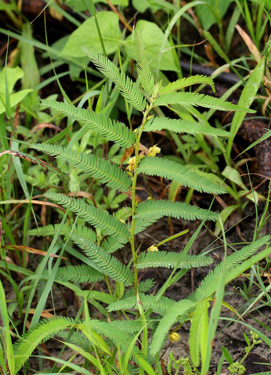 Chamaecrista stricta