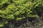 Chamaecrista zambesica