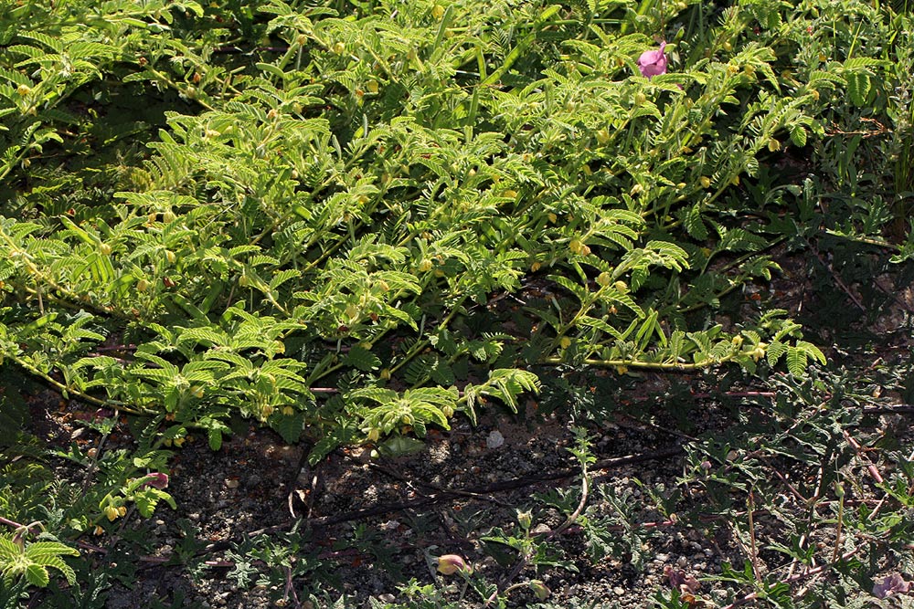 Chamaecrista zambesica
