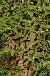Chamaecrista zambesica