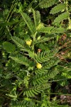 Chamaecrista zambesica