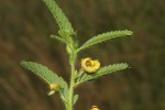 Chamaecrista zambesica