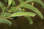 Chamaecrista zambesica