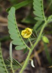 Chamaecrista zambesica