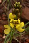 Senna italica subsp. arachoides