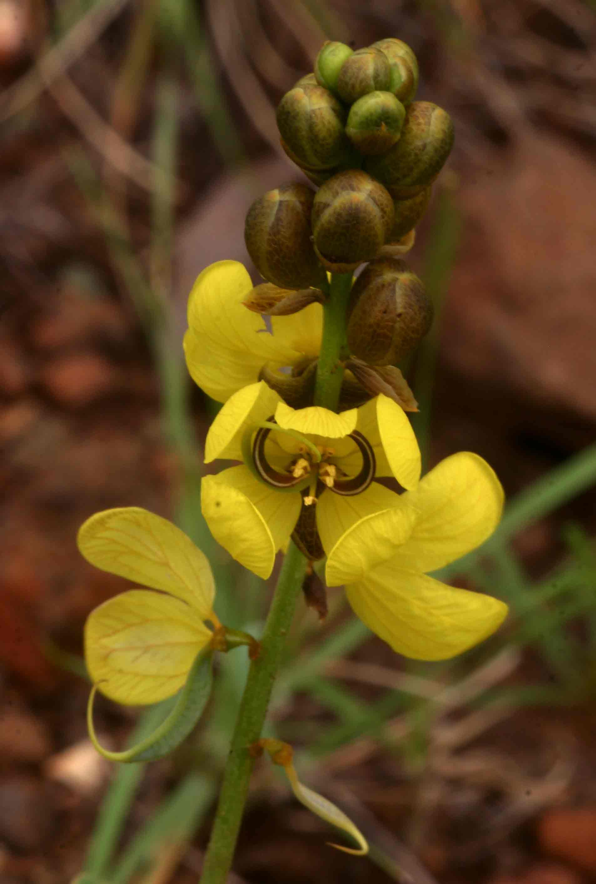 Senna italica subsp. arachoides