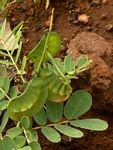 Senna italica subsp. arachoides