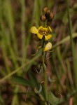 Senna italica subsp. arachoides