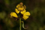 Senna italica subsp. arachoides