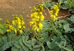 Senna italica subsp. arachoides