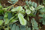 Senna italica subsp. arachoides