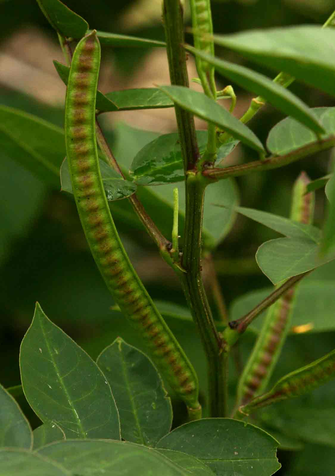 Senna occidentalis