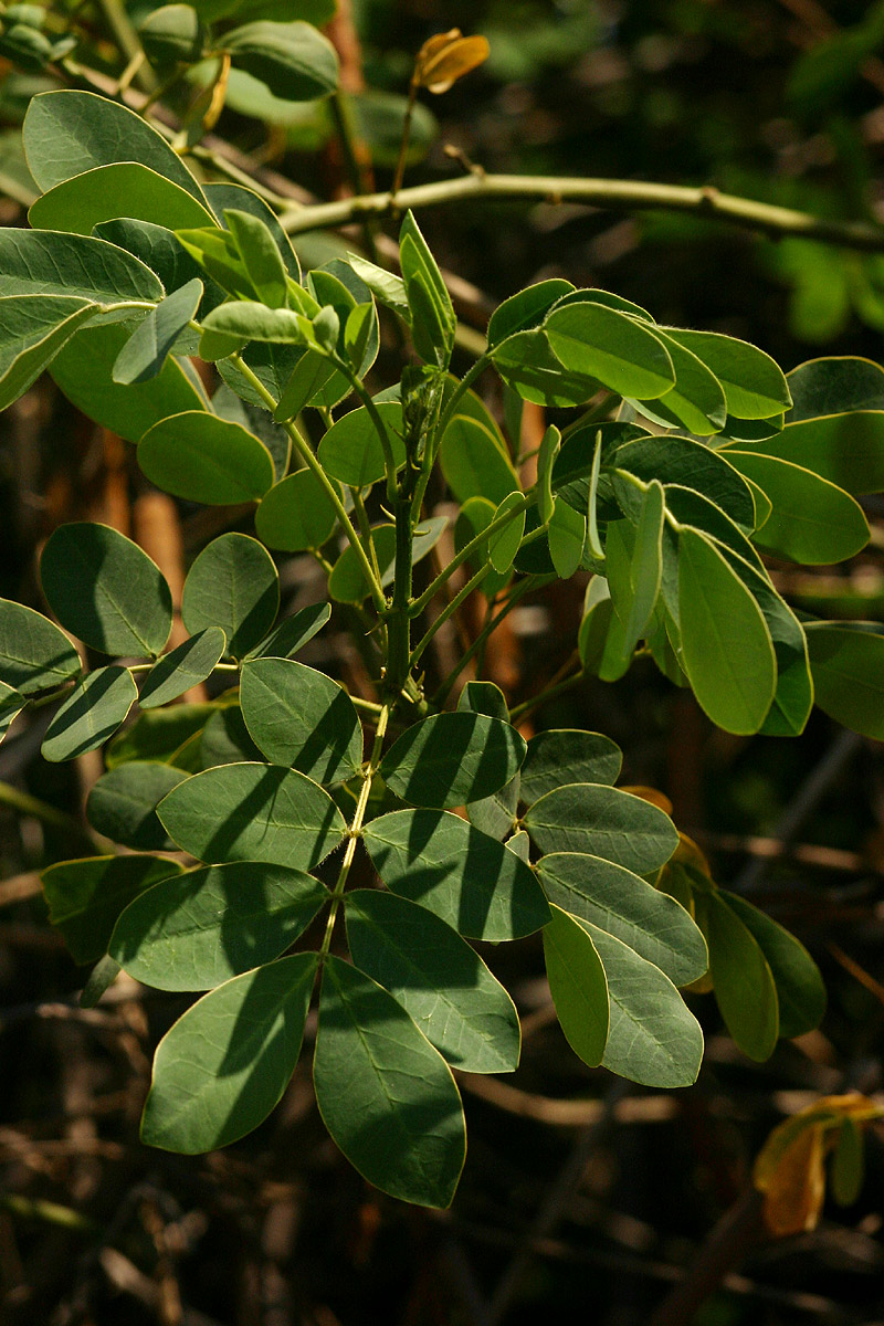Senna pendula var. glabrata