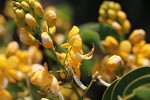 Senna pendula var. glabrata