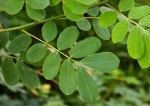 Senna pendula var. glabrata