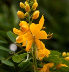 Senna pendula var. glabrata