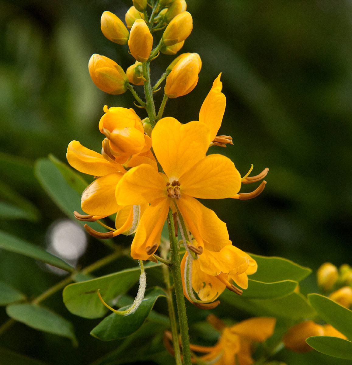 Senna pendula var. glabrata