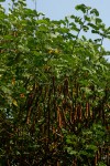 Senna pendula var. glabrata