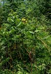 Senna petersiana