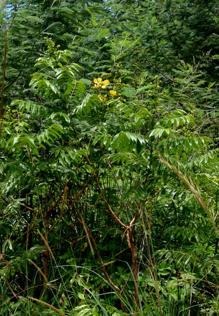 Senna petersiana