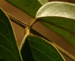Senna petersiana