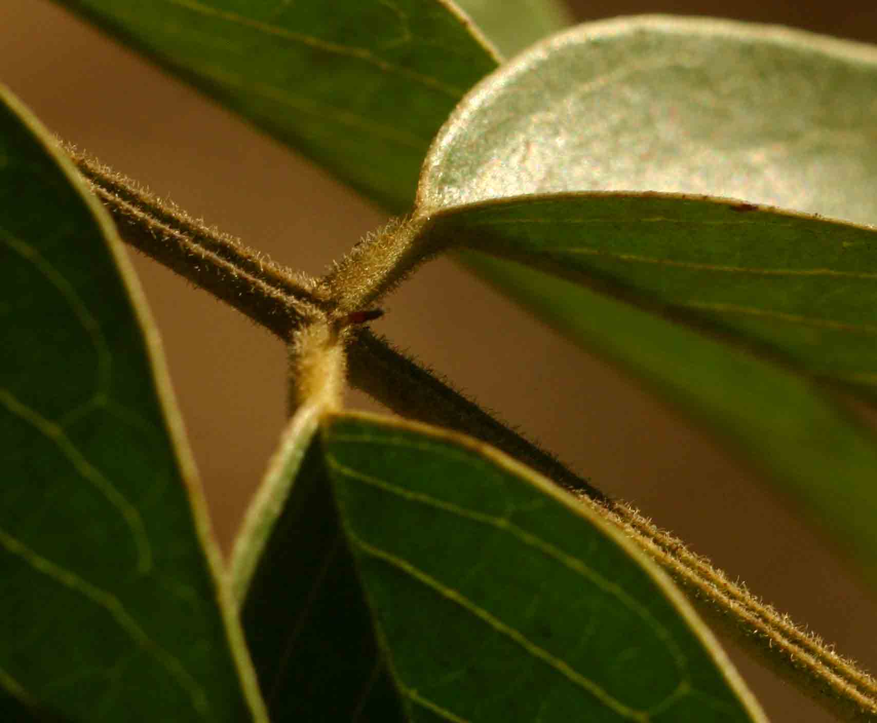 Senna petersiana