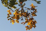 Senna petersiana