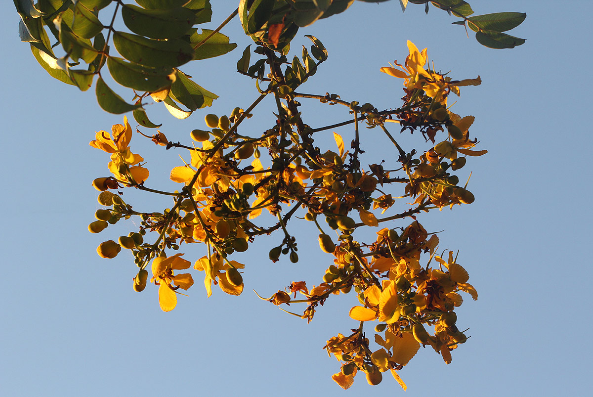 Senna petersiana